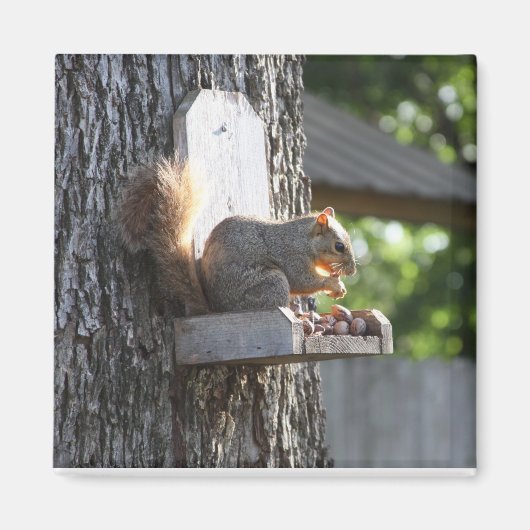 Squirrel Magnet (Voorkant)