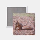 Squirrel Magnet (Voorkant / Achterkant)