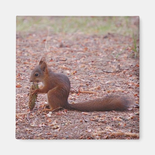 Squirrel Magnet (Voorkant)