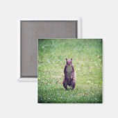 Squirrel Magnet (Voorkant / Achterkant)