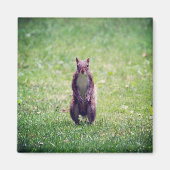 Squirrel Magnet (Voorkant)