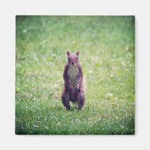 Squirrel Magnet