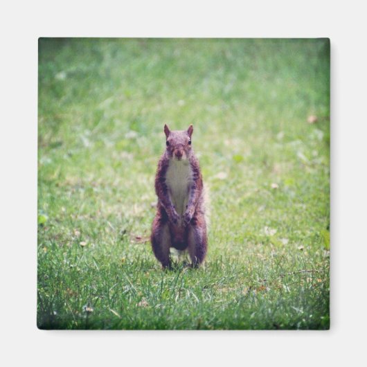 Squirrel Magnet (Voorkant)