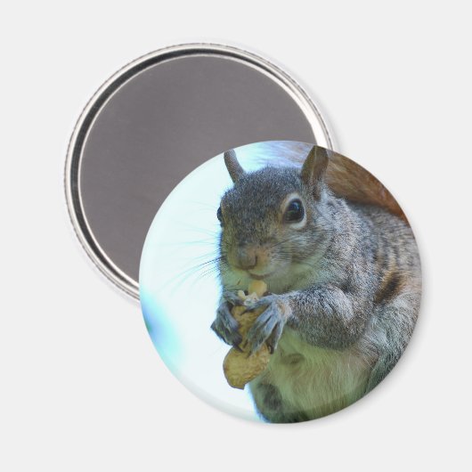 Squirrel Magnet (Voorkant / Achterkant)