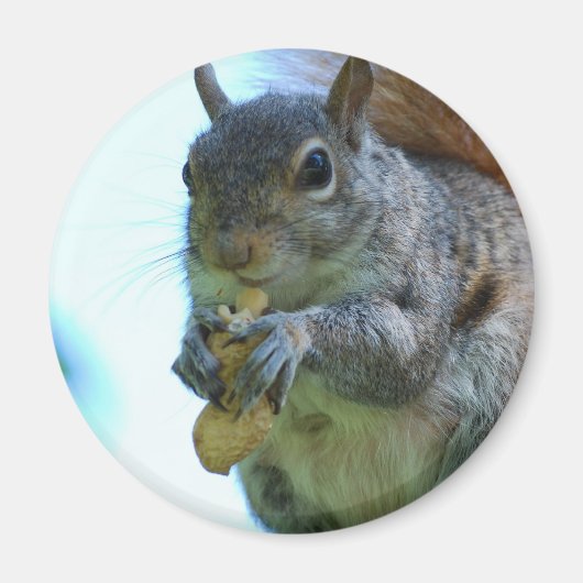 Squirrel Magnet (Voorkant)