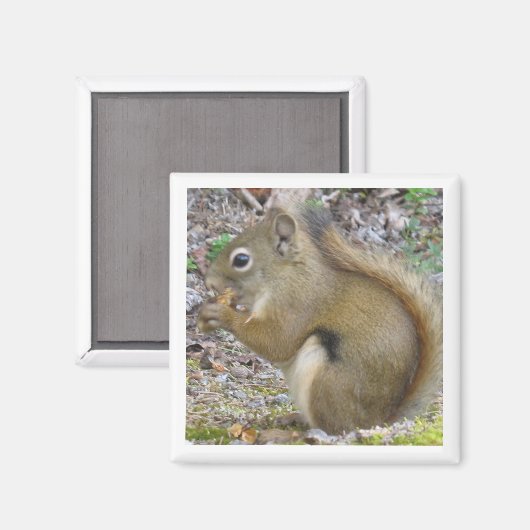 Squirrel Magnet (Voorkant / Achterkant)