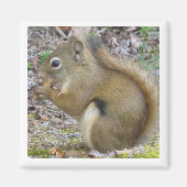 Squirrel Magnet (Voorkant)