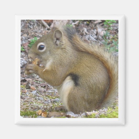 Squirrel Magnet (Voorkant)