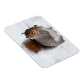 Squirrel Magnet Magneet (Rechterzijde)
