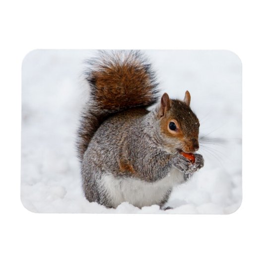 Squirrel Magnet Magneet (Horizontaal)