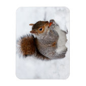 Squirrel Magnet Magneet (Verticaal)