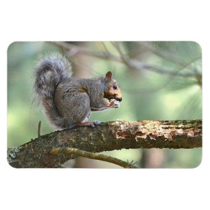 Squirrel Magnet Magneet