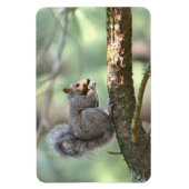 Squirrel Magnet Magneet (Verticaal)