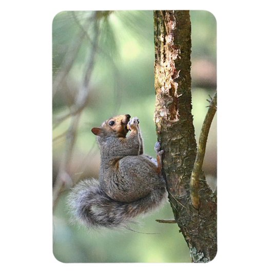 Squirrel Magnet Magneet (Verticaal)