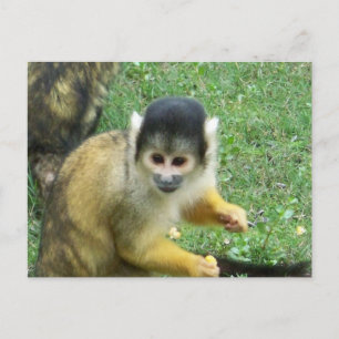 Squirrel Monkey Briefkaart