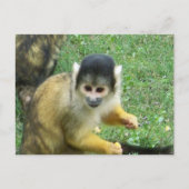 Squirrel Monkey Briefkaart (Voorkant)
