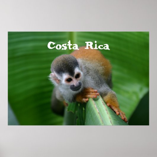 Squirrel Monkey Costa Rica Poster (Voorkant)