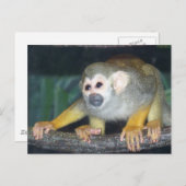 Squirrel Monkey Crouing Briefkaart (Voorkant / Achterkant)
