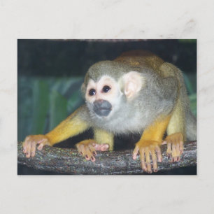 Squirrel Monkey Crouing Briefkaart