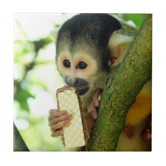 Squirrel Monkey Eating a Wafer Biscuit Tegeltje (Voorkant)