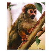 Squirrel Monkey Portret Foto Afdruk (Voorkant)