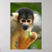 Squirrel Monkey Poster (Voorkant)