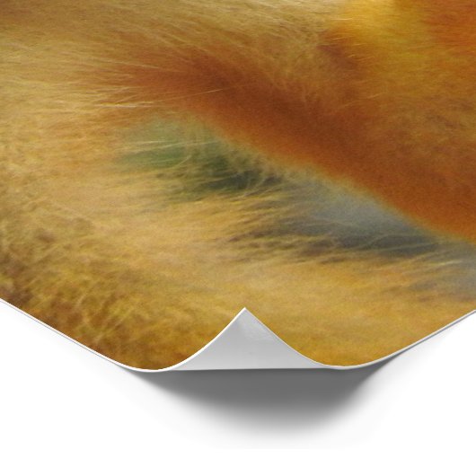 Squirrel Monkey Poster (Hoek)