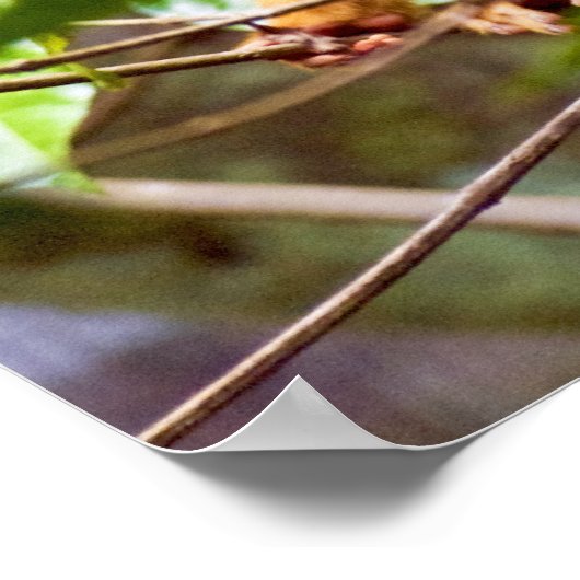 Squirrel Monkey Poster (Hoek)