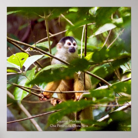 Squirrel Monkey Poster (Voorkant)
