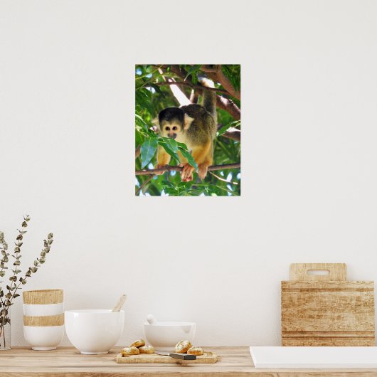 Squirrel Monkey Poster (Keuken)