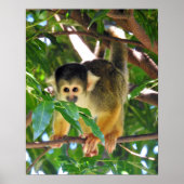Squirrel Monkey Poster (Voorkant)