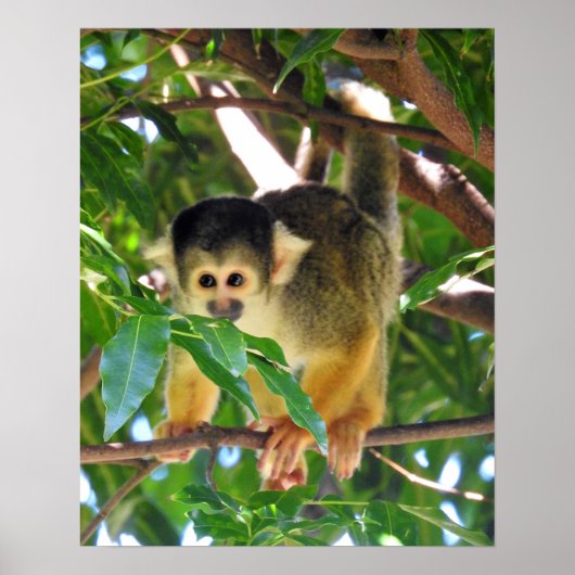 Squirrel Monkey Poster (Voorkant)