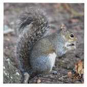 Squirrel München op een Acorn Tegeltje (Voorkant)