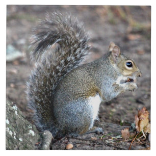 Squirrel München op een Acorn Tegeltje