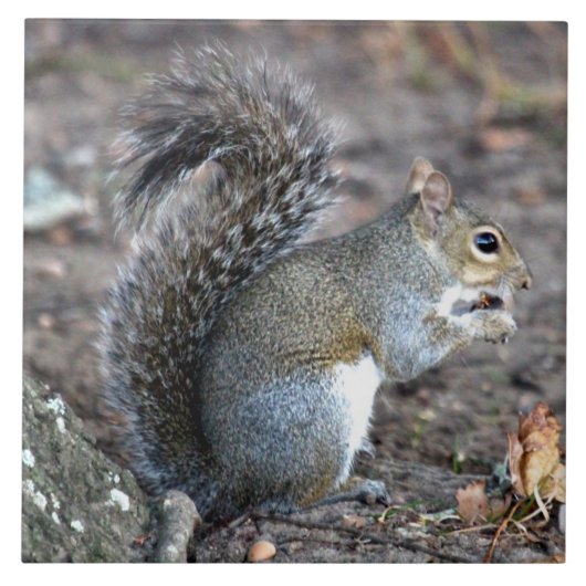 Squirrel München op een Acorn Tegeltje (Voorkant)