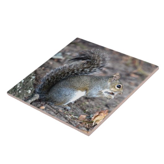 Squirrel München op een Acorn Tegeltje (Zijkant)