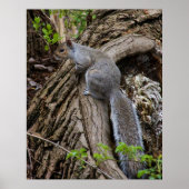 Squirrel on Standby Poster (Voorkant)