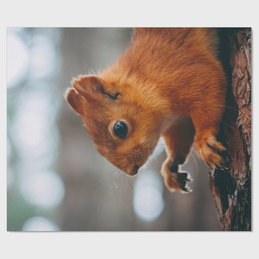 SQUIRREL OP TREE TRUNK CADEAUPAPIER (Vlak)