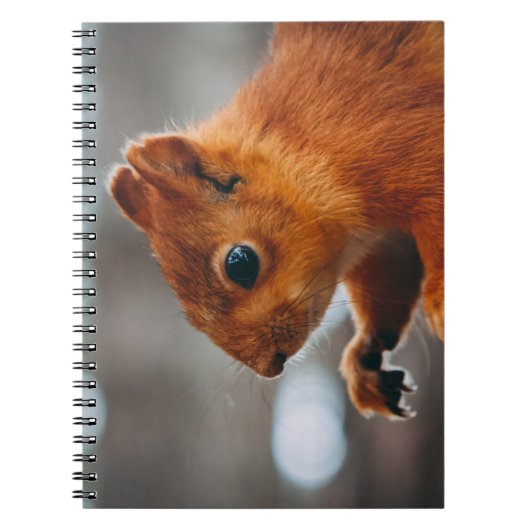 SQUIRREL OP TREE TRUNK NOTITIEBOEK (Voorkant)