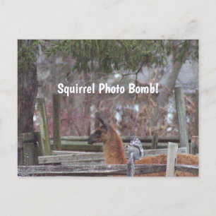Squirrel Photo Bomb Briefkaart