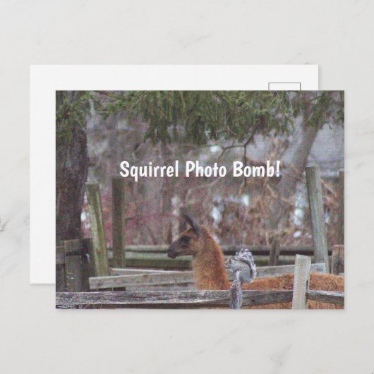 Squirrel Photo Bomb Briefkaart (Voorkant / Achterkant)