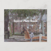 Squirrel Photo Bomb Briefkaart (Voorkant)
