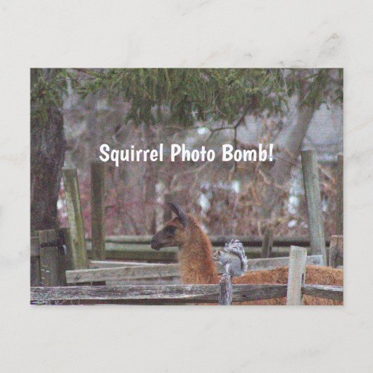 Squirrel Photo Bomb Briefkaart (Voorkant)