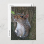 Squirrel Portrait Briefkaart (Voorkant / Achterkant)