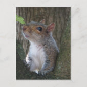 Squirrel Portrait Briefkaart (Voorkant)
