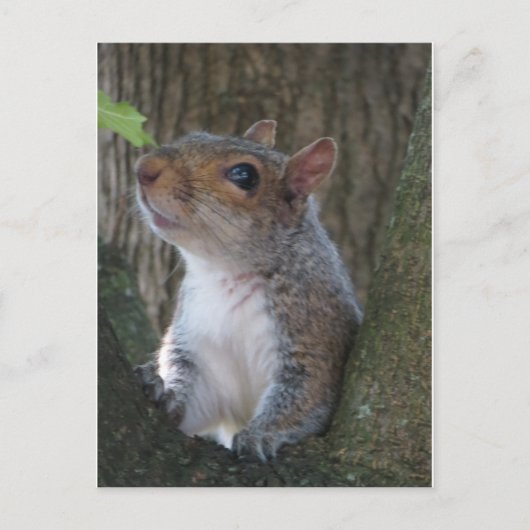 Squirrel Portrait Briefkaart (Voorkant)
