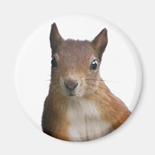 Squirrel Portrait Magnet (Voorkant)
