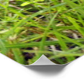 Squirrel Portrait Poster (Hoek)