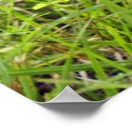 Squirrel Portrait Poster (Hoek)