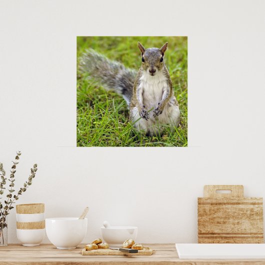 Squirrel Portrait Poster (Keuken)